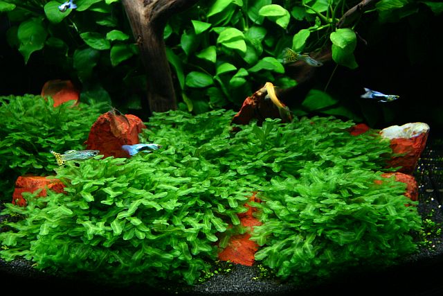 50th day
