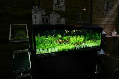 Tropica plants presentation tank