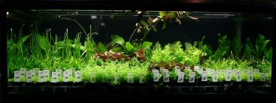 Presentation Tank for Tropica plants