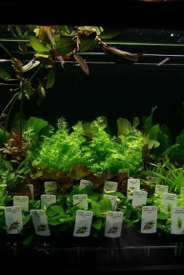 Tropica plants presentation tank