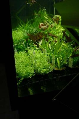 Tropica plants in the hole-plate