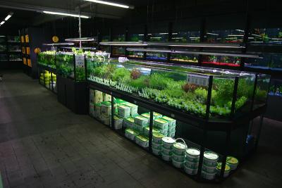 Tropica aquatic plants