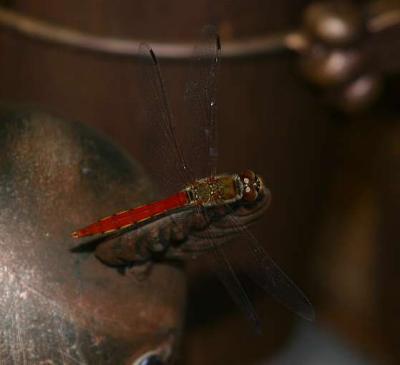 Everywhere with us: Dragonflies