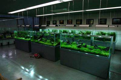 Nature Aquarium Gallery 2005 - Niigata -