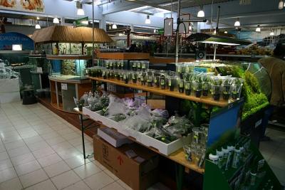 Tropica Aquatic Plants (Workshop plants)