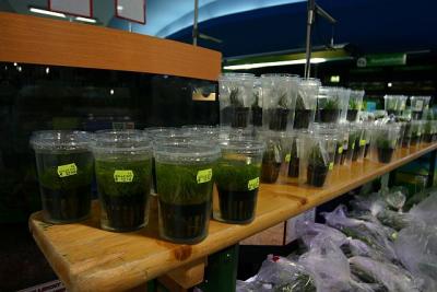 Tropica Aquatic Plants (Workshop plants)