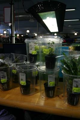 Tropica Aquatic Plants (Workshop plants)