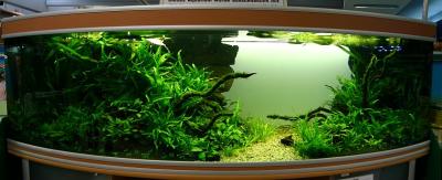 11th day after set up