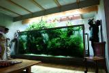 Niigata 2005 - Takashi Amanos home tank -