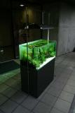 Presentation tank by Mr.Amano