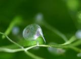 194th day - final pictures - Utricularia sp. Macro