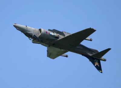 Harrier_7689.jpg