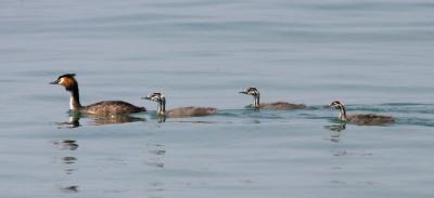 Grebe_garda_3496.jpg
