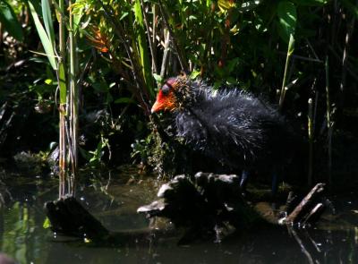 coot_2004001.jpg