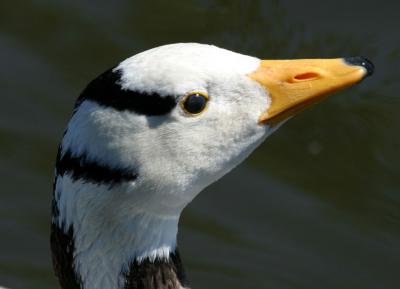 Goose_2240001.jpg