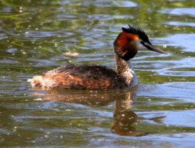 Grebe_2358001.jpg