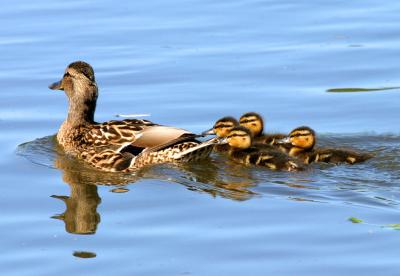 Mallard_2214001.jpg