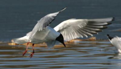 Gull7348001.jpg