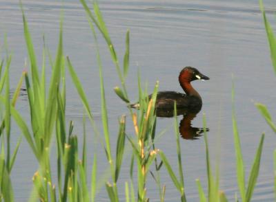 Little_Grebe_1455.jpg