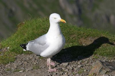 Resident Mt. Snowdon seagull.