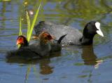 Coot_2121001.jpg