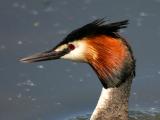 Grebe_2131001.jpg