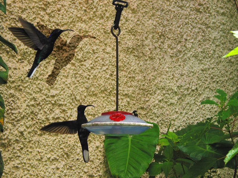 hummingbird garden