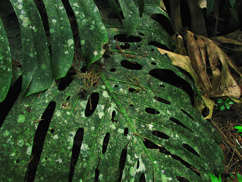 leaf textures