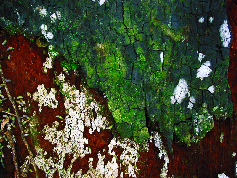 tree bark textures