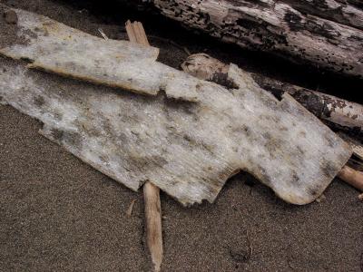 beach still life