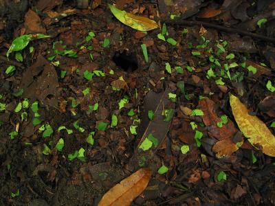 leaf-cutter ant depository