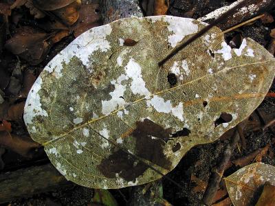 white leaf decay
