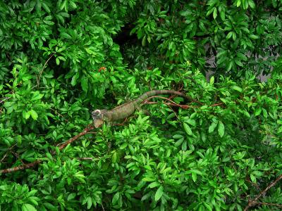 iguana in the canopy