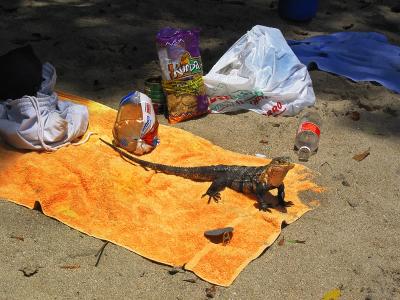sunbathing iguana