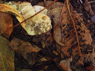decaying leaves