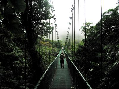 cloud forest bridge