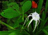 white flower in the forest