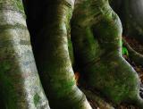 tree roots near the beach