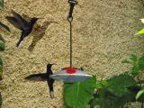 hummingbird garden