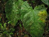 ferns and fungus