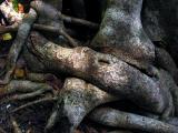 wrapping roots