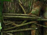 strangler fig