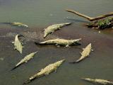 american crocodiles