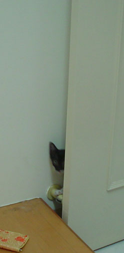 Please play hide-and-seek with me!