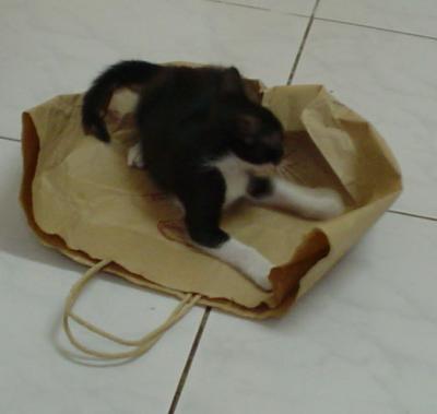Cats are just like small children.  They enjoy playing with bags and boxes and not the expensive toys that came inside!