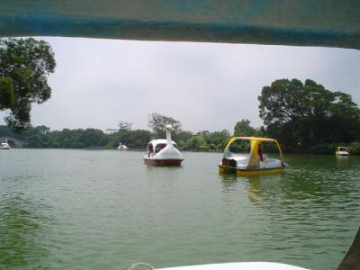 Renting a paddle boat is fun