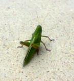 Grasshopper or locust?  It was BIG