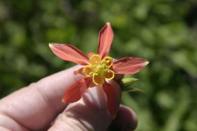 Columbine Wild Flower