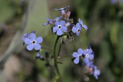 Very Blue Wild Flower