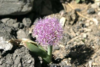 v3/11/323111/3/46009997.WildFlower5556.jpg